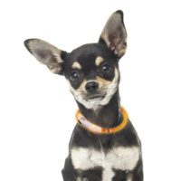 LED hálsól fyrir hunda