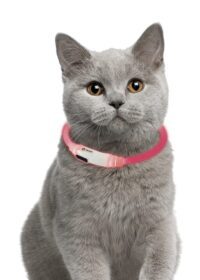 LED hálsól fyrir ketti