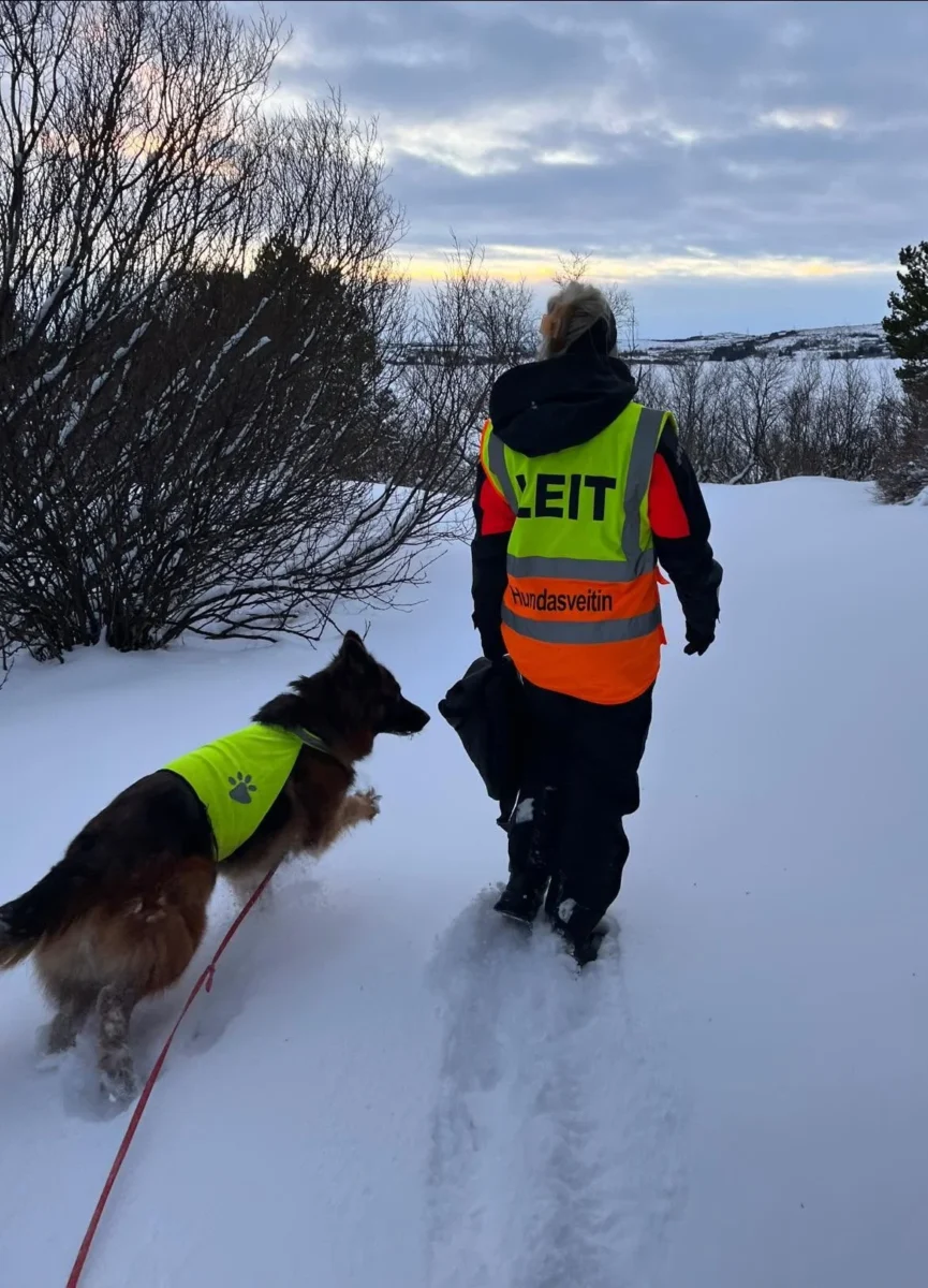 Sjálfboðaliði Dýrfinnu í leit með hund í snjó